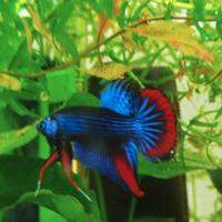 Betta imbellis