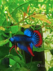 Betta imbellis