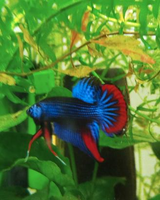 Betta imbellis