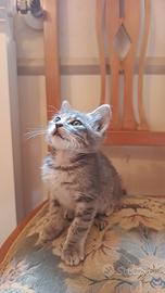 Gattino cucciolo