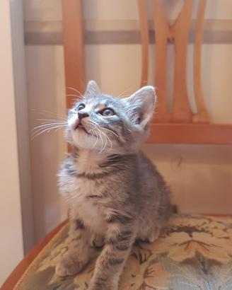 Gattino cucciolo