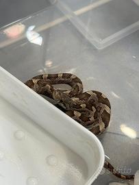 Pantherophis alleghaniensis