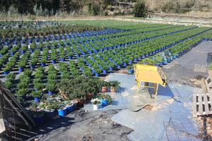 Terreno agricolo edificabile