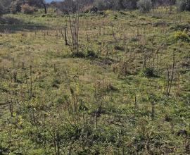 Terreno Con Rudere