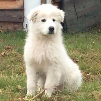 Cuccioli di pastore maremmano abruzzese