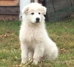 Cuccioli di pastore maremmano abruzzese