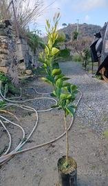 tarocco gallo vcr su wolkameriano 