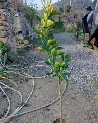 tarocco gallo vcr su wolkameriano 