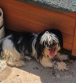 Shihtzu