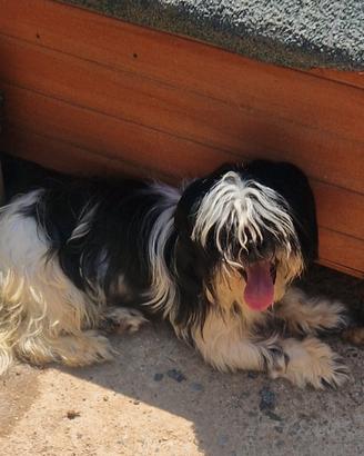 Shihtzu