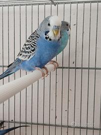 Cocoriti