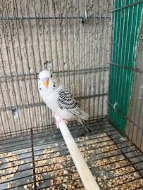 Cocorita clearbody