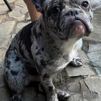 Bulldog Francese per accoppiamento