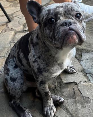 Bulldog Francese per accoppiamento