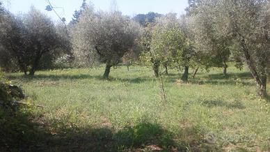 Terreno uliveto