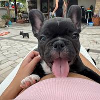 Bulldog francesi