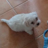 Cuccioli di Maltese non più disponibile