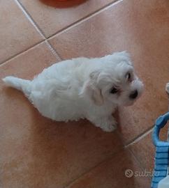 Cuccioli di Maltese non più disponibile