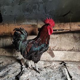 Galli galline e pollastre