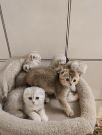 Scottish-fold 