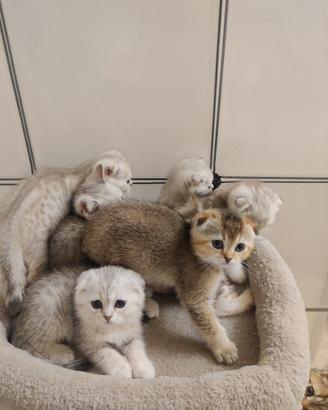 Scottish-fold 