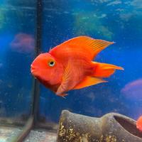 Esemplare Red Parrot adulto