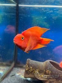 Esemplare Red Parrot adulto