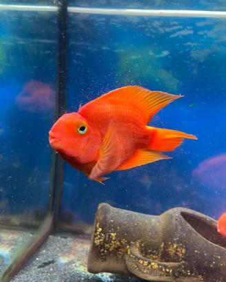 Esemplare Red Parrot adulto