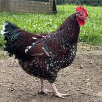 Sussex - Orpington Millefiori