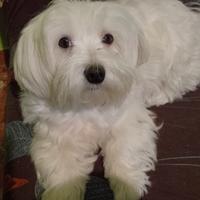 Maltese