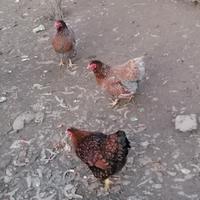 Galline wyandotte nane