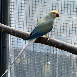 Parrocchetto dal collare