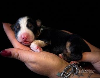 Cuccioli di pastore australiano Tarquinia