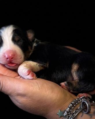 Cuccioli di pastore australiano Tarquinia