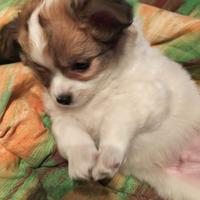 Splendido chihuahua di Alta Genealogia