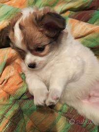 Splendido chihuahua di Alta Genealogia