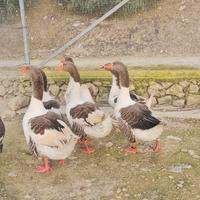 Oche pezzate venete adulte