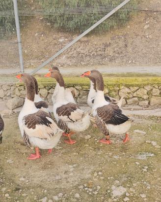 Oche pezzate venete adulte