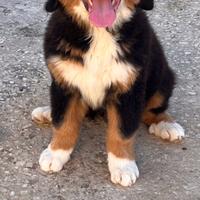 Bovaro del bernese