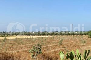 Terreno Agricolo Tuglie [Cod. rif 3251529VRG]