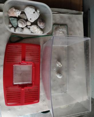 Acquario con conchiglie decorative e retina