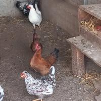 Gallinelle Americane