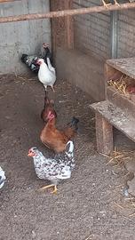 Gallinelle Americane