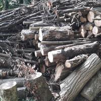 legna di acacia e di olmo da ardere