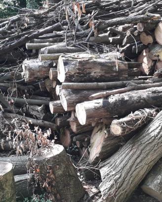 legna di acacia e di olmo da ardere