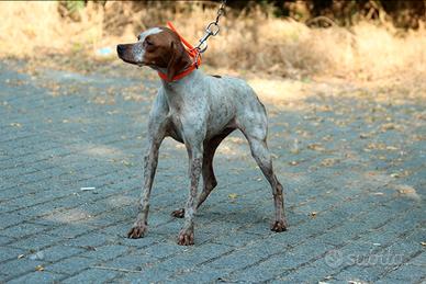 Cane da tartufi