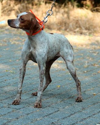 Cane da tartufi