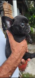 Cuccioli cane