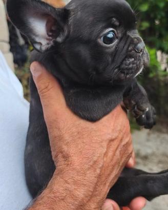 Cuccioli cane