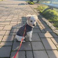 Cucciolo mix maltese volpino di 4 mesi